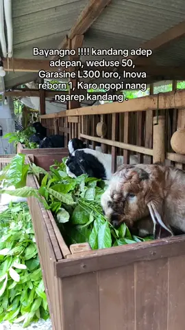 syahdu poraaaa ? #fyp #sobatngaret #peternakmuda #peternakkambingindonesia #kandangsobatngaret #kambingkontes #joworandusuper #jawarandu #etawakaligesing #kambing #peraskaligesing #kebumen #xyzabc #bosmuda #petaniindonesia🇮🇩🇮🇩🇮🇩🌿🌿 