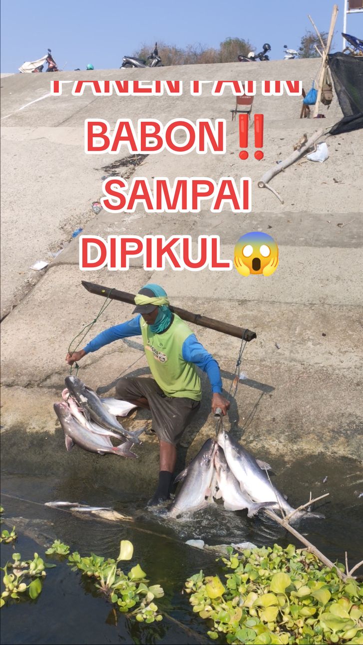 LUAR BIASA‼️‼️ HASIL MANCING PATIN SAMPAI DI PIKUL😱😱 #fyp #strike #tiktokfishing #mancingliarmantap #mancing #mancingmania  Memang terbukti.. bahwa Bendung Gerak Bojonegoro yg terletak di antara dua Kecamatan di Kabupaten Bojonegoro ini, yakni Kecamatan Kalitidu dan Kecamatan Trucuk menjadi surganya para Angler / pemancing patin liar. Ikan patin berasa sangat melimpah atau tidak ada habisnya baik yg berukuran masih kecil sampai ukuran babon, padahal hampir tiap hari para Angler pasti ada yg dapat ikan patin tersebut.. SALAM SEDULURAN