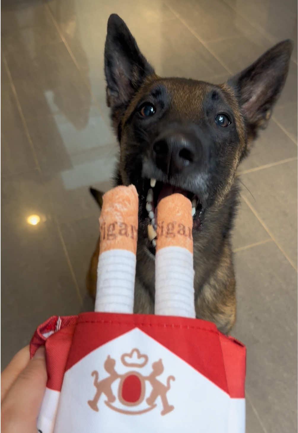 Que me conseillez-vous pour aider mes chiens, accro à la « cigarette » ? 🤣  #malinois #jackrusssell #humour #cigarett #dog #cigarettedog #chiens #fundogs #funny #fouryourpage #pourtoii #malinoisoftiktok 