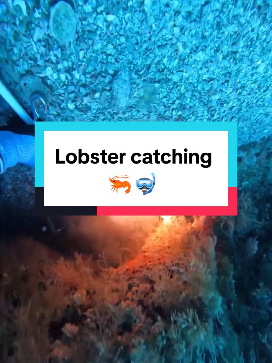 Lobster catching  #spearfishing #fishing #lobster #lobsterfishing 