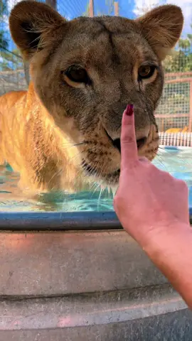 Splish splash with Sarabi #NOTpets #lion #lioness #lions #bigcat #bigcats #cat #cats #animal #animals #Love #boop #boops #boopboopboop #boopthesnoot #splishsplash #fl #florida #fyp 