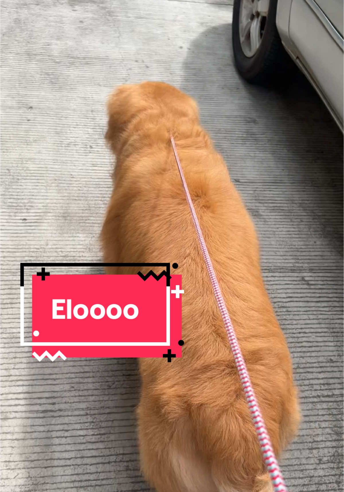 #dogsoftiktok #goldenretriever 