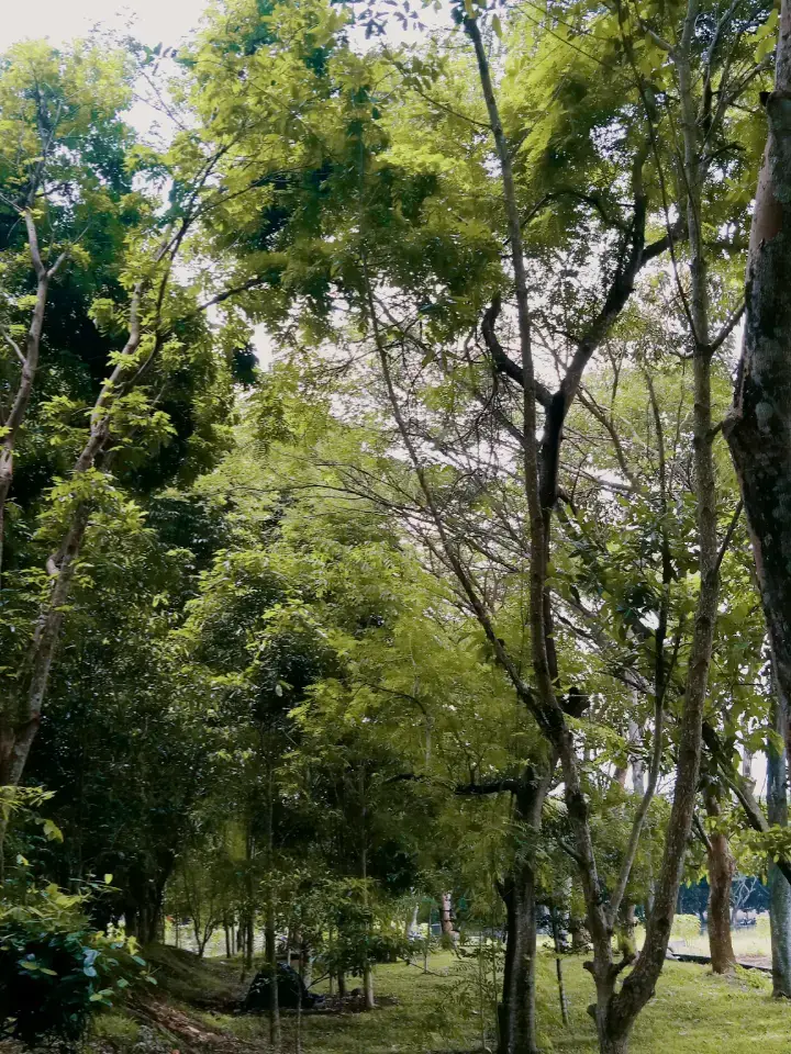 Kabarnya, manusia itu senang membicarakan keburukan manusia lainya. Dan enggan melihat keburukan dirinya sendiri. Padahal sama hal nya, sebagai manusia yang sama sama diciptakan dari tanah. Lantas, mengapa sebagian dari mereka memiliki rasa angkuh dan sombong atas hal yang mereka lakukan ?, merasa lebih baik daripada yang lain, merasa paling berada di jalan yang benar. Selain itu, di belakang ia begitu mencemooh atas hal lain yang di lakukan manusia lainya, karena berbeda dengan dirinya. Padahal semestinya, setiap hal setiap tindakan dan perbuatan yang dilakukan oleh manusia hanya Allah yang berhak untuk menilai, tapi dengan beraninya ia menilai orang lain terlebih membandingkan dirinya sendiri. - sall.puttri #tulisan #alam #fyp 