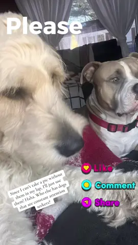 #foryou #fyp #100kviews #viral @Tiktok dogs 🐕❤️ trying to make my daily posts and then get started on Obstruction some more! What are your plans for the day? 
