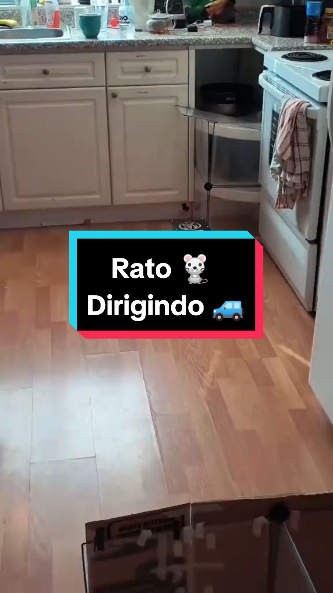 Rato dirigindo 🐁🚙 #therobs #tiktok #viral #lol 