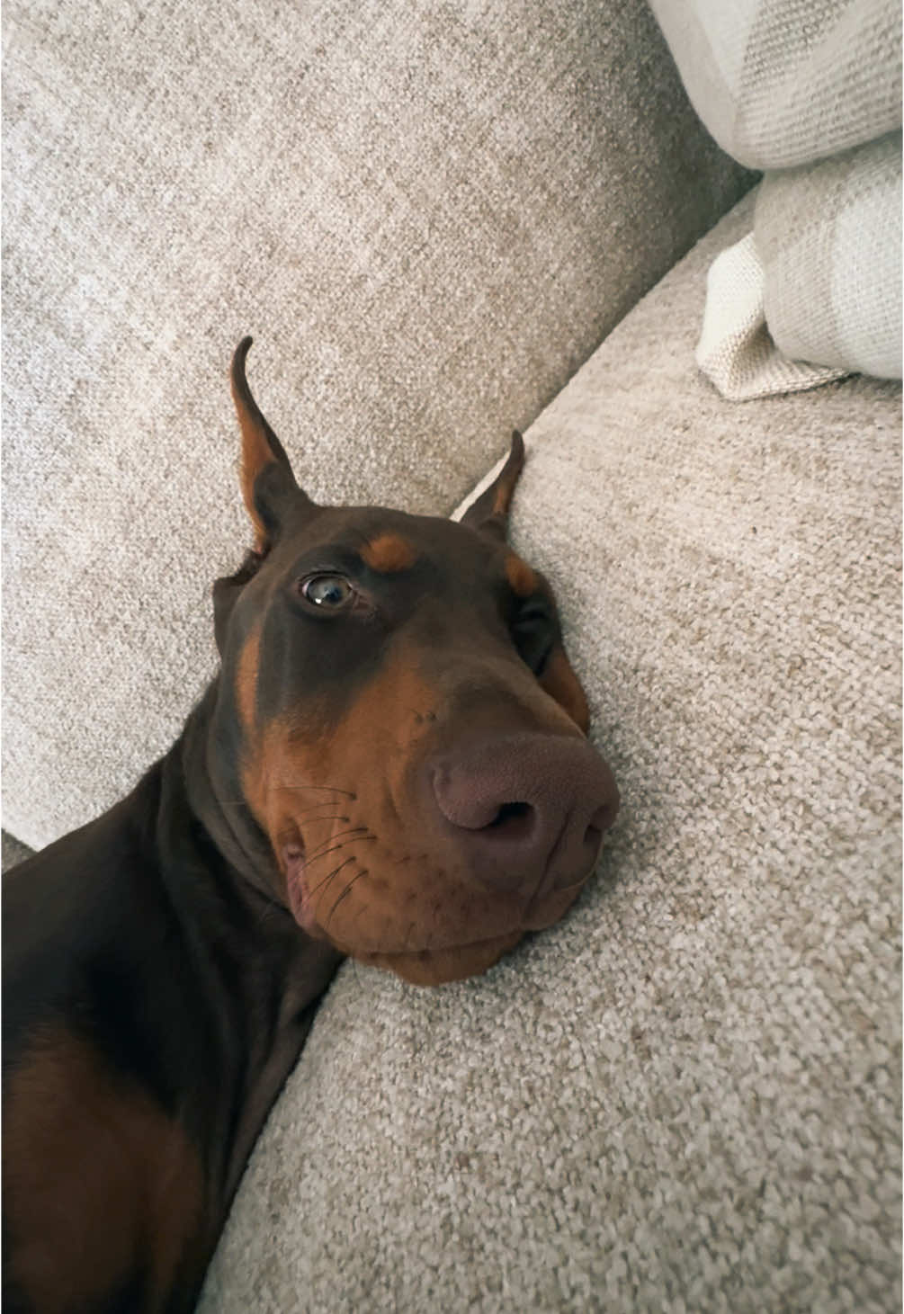 How is it possible to be this cute😭 #doberman #dobermanpinscher #dobermanpuppy #european #purebred #puppy #puppytiktok #puppiesoftiktok #3monthsold #puppydog #babydog #dog #dogs #dogsoftiktok #doglover #dogmom #livingmybestlife #myboy #mybaby #boy #cute #cuteboy #cutie #cutedog #viralsound #fyp #fypシ #funny 