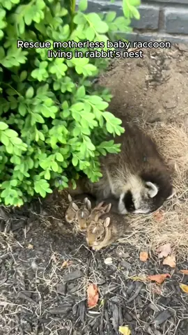 Rescue motherless baby raccoon living in rabbit’s nest #rescue #rescueanimals #animalsoftiktok #fyp #animal #raccoon 