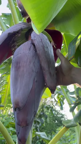 My banana flower in September. Here in my Northern California backyard  #garden #gardening #tropicalfruit #plants 