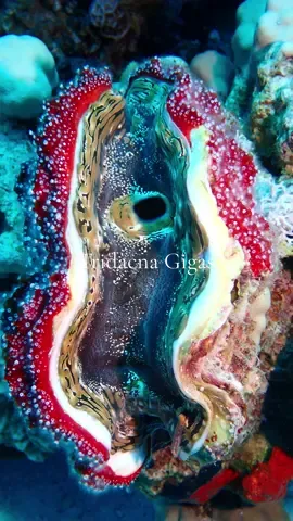 Tridacna gigas, or the giant clam, is the largest species of its genus and the biggest living bivalve mollusk. Found in flat coral sand or broken coral at depths of up to 20 meters (66 feet) across the Indo-Pacific, these clams are facing rapid population declines and local extinctions. The maxima clam, another type of giant clam, has the widest habitat range, including lagoons and fringing reefs. Giant clams can weigh over 200 kilograms, grow to 120 centimeters, and live for over 100 years. During daylight, they open their shells and extend their mantle tissue for algae to photosynthesize. ———————————————————————— Tridacna gigas, ou palourde géante, est la plus grande espèce de son genre et le plus grand mollusque bivalve vivant. Présent dans le sable corallien plat ou le corail brisé à des profondeurs allant jusqu'à 20 mètres (66 pieds) dans l'Indo-Pacifique, ce bénitier est confronté à un déclin rapide de sa population et à des extinctions locales. La palourde maxima, un autre type de palourde géante, possède l'habitat le plus étendu, y compris les lagons et les récifs frangeants. Les palourdes géantes peuvent peser plus de 200 kilogrammes, atteindre 120 centimètres et vivre plus de 100 ans. À la lumière du jour, elles ouvrent leur coquille et étendent leur manteau pour permettre aux algues de réaliser la photosynthèse. 📍Ras Disha, Hurghada, Egypt 🇪🇬  📸 With @olympus TG6 🤿 with @my.ocean.lovers #scubadiving #scubadivinglife #diving #underwater #underwatervideo #underwatervideography #underwaterphotography #oceanlover #nature #plongee #viemarine #foryou #traveltiktok #underwatertiktok #scubadivingaddicts #💙💙💙