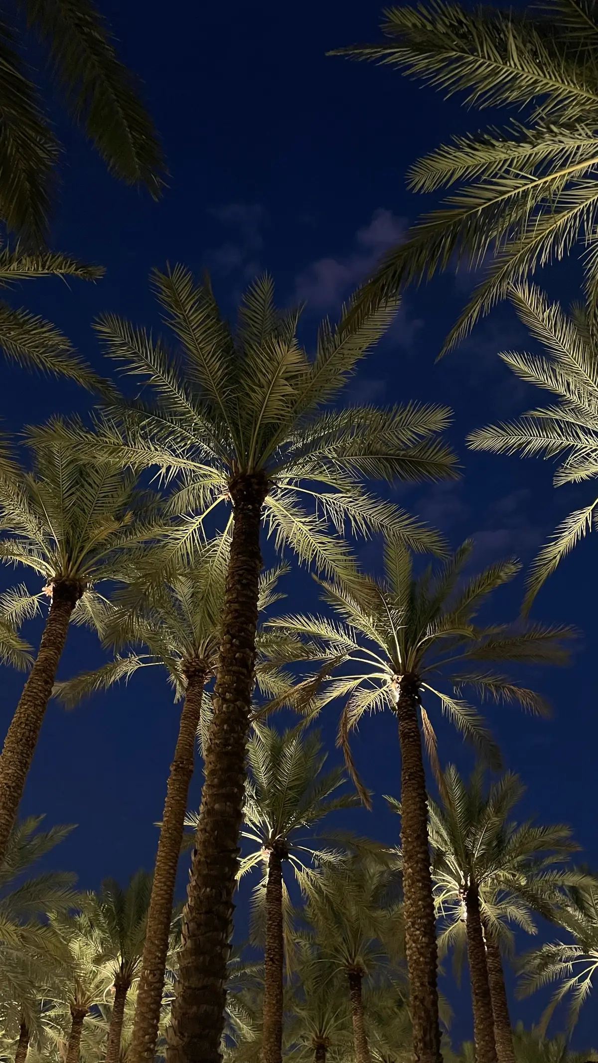 #🌴 