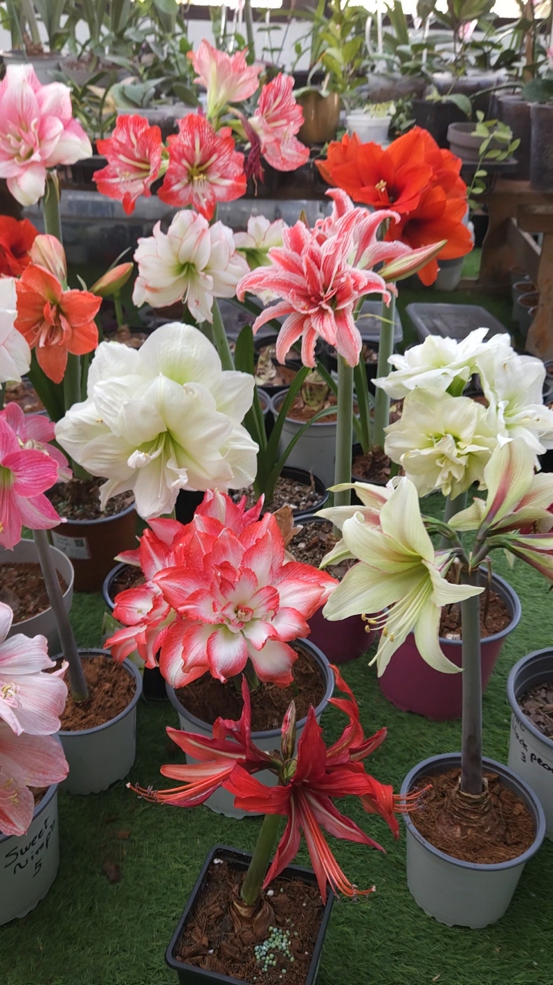 Las Amarilis , Plantas exóticas de bulbo. #amaryllis #amarilis #hippeastrum #bulbflowers #floreshermosas #plantas #felicidad #flores #quito #quito_ecuador🇪🇨 