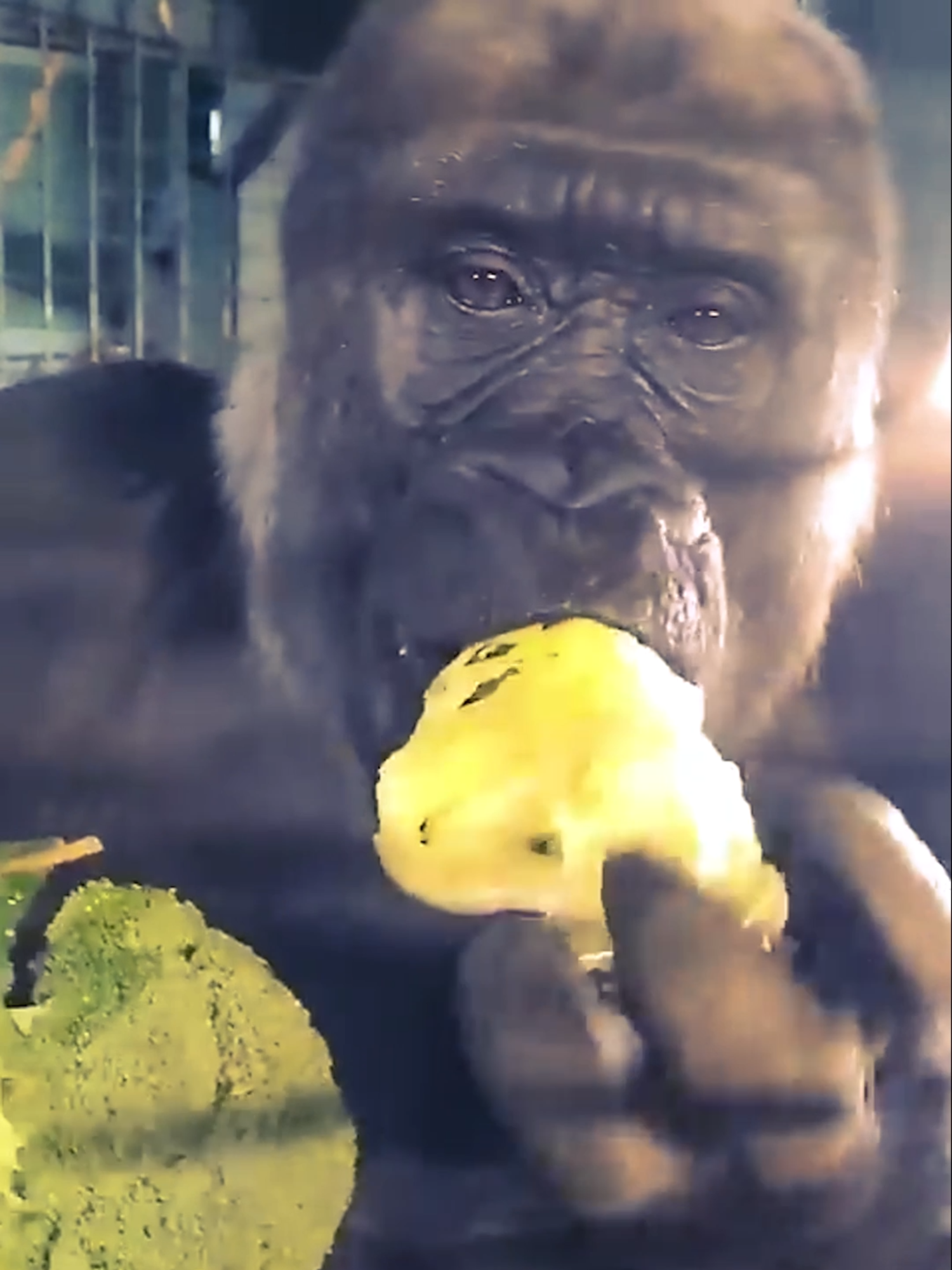 This lovely lady is enjoying eating her dinner! ❤️ #gorilla #eating #asmr #satisfying #fy