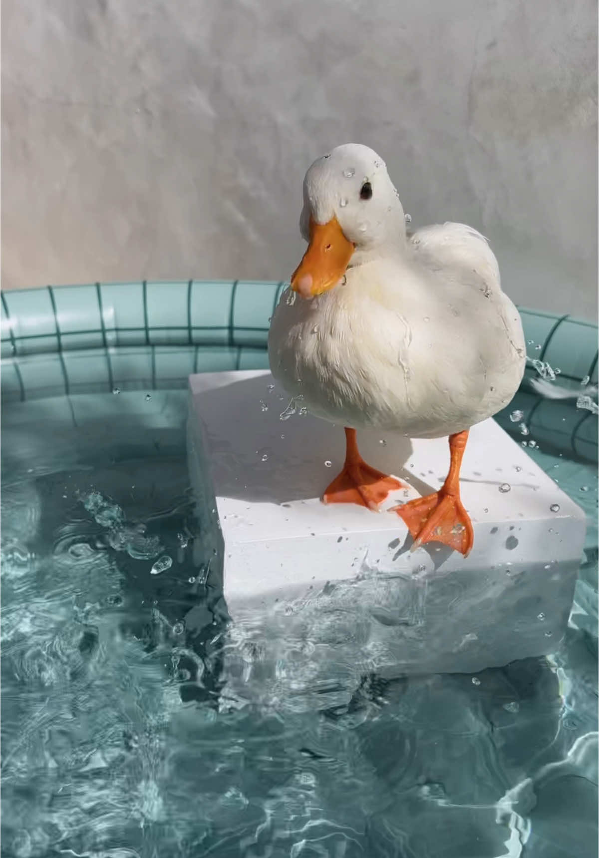 Duck ASMR #fyp #foryou #asmrsounds #asmrvideo #pets #water #swimming #creatorsearchinsights 