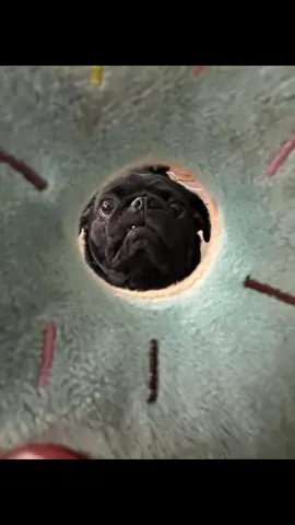 Mondays with Frank the Pug #pug #pugsofatlanta #dogsofatlanta #pugs 