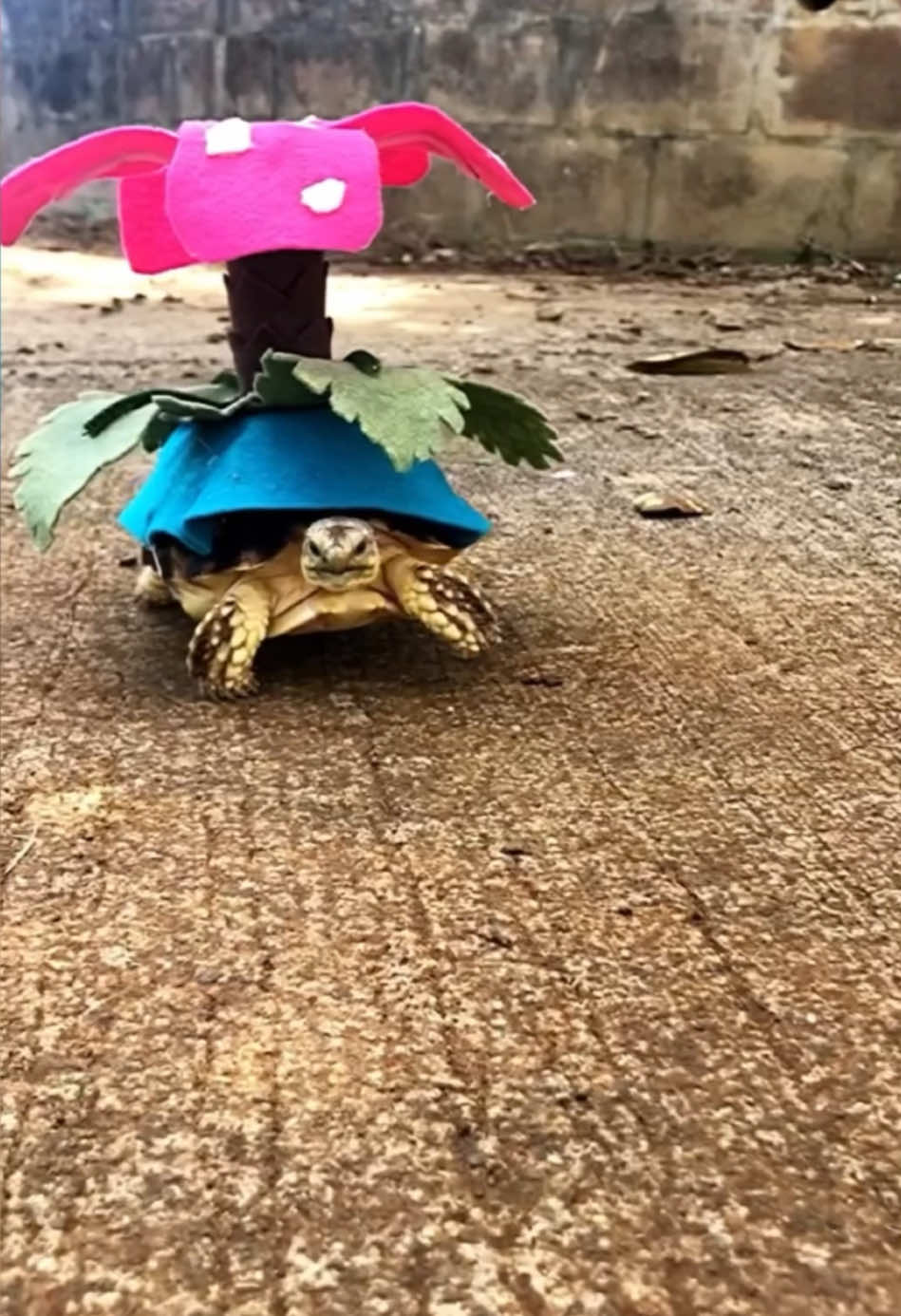 Add To Cart 🛒  #tortoise #turtle #reptile #sulcata #sulcatatortoise #reptiles #tortoises #funnyanimals #kurakura #tortoiselife #venusaur #adoradble #turtles #tortoiselove #pet #tortoiselover #pardalis #aww #aldabra #halloweencostume #halloween #funnypets #pets #animals #torto #lol #sulcataindonesia #sulcatalover 