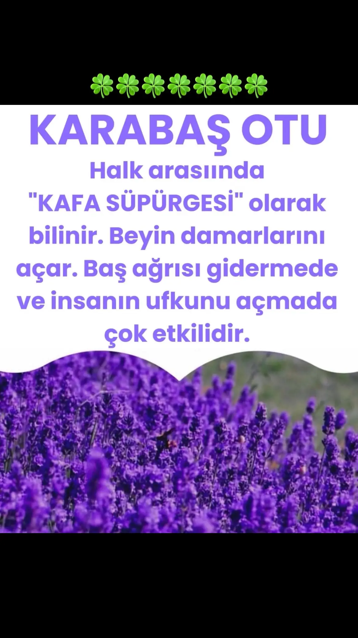 #sağlık #yaşam #şifa #karabaşotu #kafasüpürgesi #başağrısı #doğa #natur #deva #doğal #naturel 