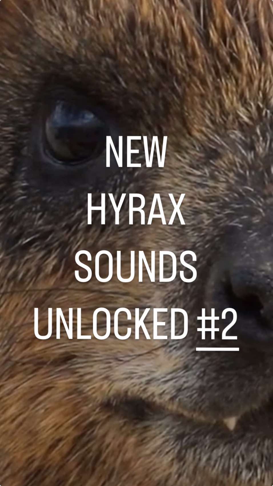 COMMENT YOUR FAVORITE! DLC with new hyrax sounds noises screeches screams songs just dropped and they are as evil and annoying as ever! #hyrax #rockhyrax #bushhyrax #awawa #wawa