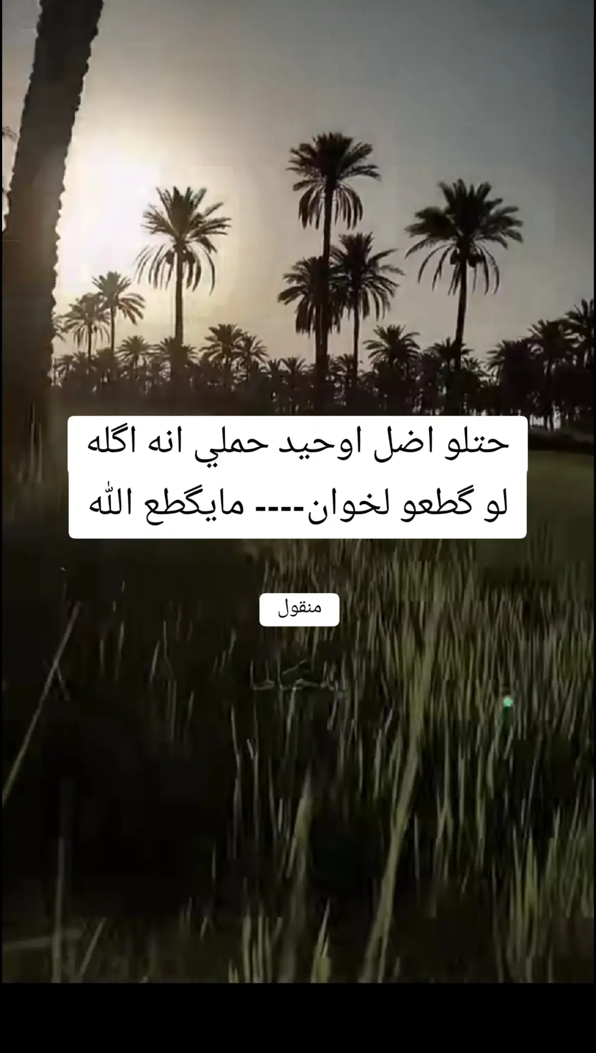 #شعر #دارمي 