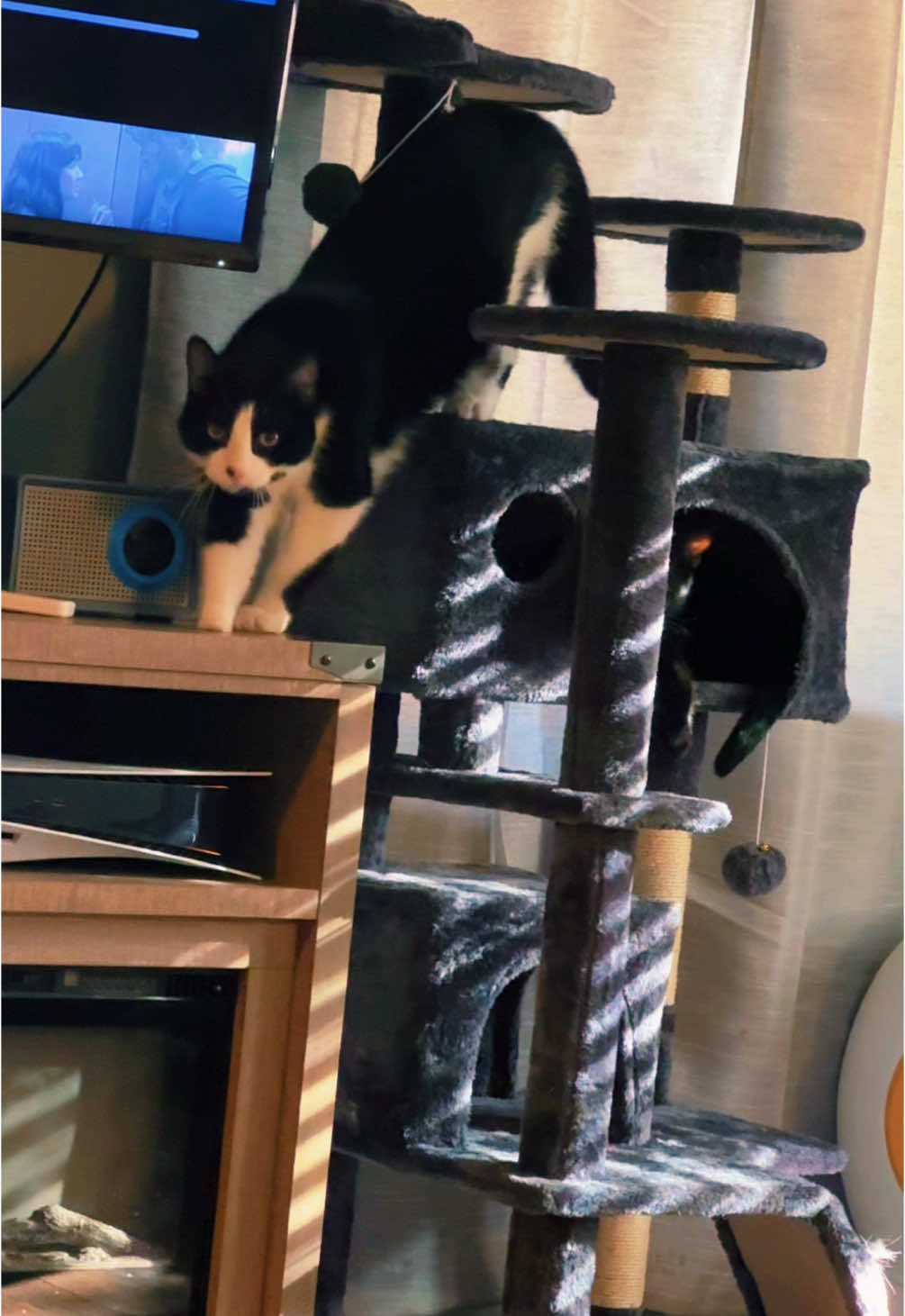 Cat tower I got from the tiktok shop is fantastic! #cattower #cattok #catdad #onsalenow️️️🔥🔥🔥🔥 #blackfridaydeals 