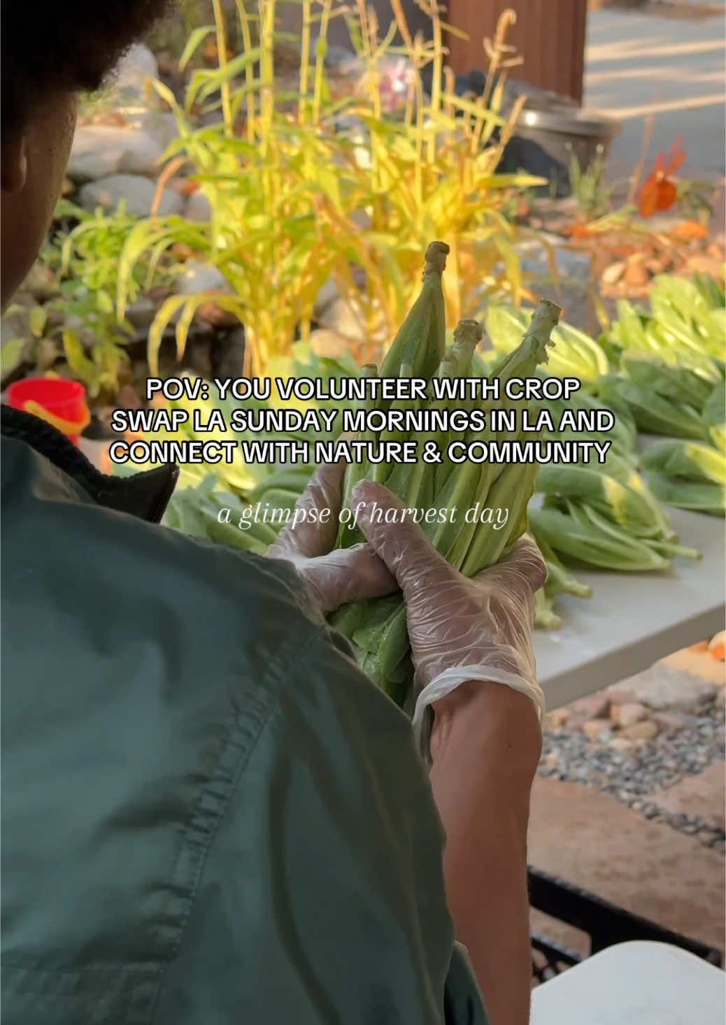 Sign up to volunteer with us every Sunday at our microfarms! We would love to have you 💚  bit.ly/cslavolunteersignup #cropswapla #lacropswap #urbanfarming #southla #growfoodeverywhere #fightfoodinsecurity #leimertpark #volunteerla
