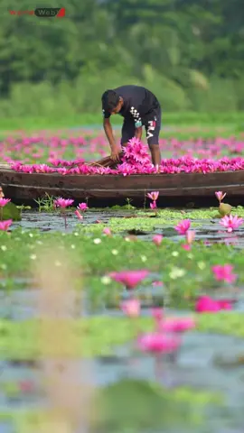 Harvesting Water Lilies: Shapla Collecting  #shapla #WaterLilies #Harvesting #BoatLife #Nature #Scenic #Adventure #Drone #Aerial #Landscape #Explore #Serenity #Travelgram #Greenery #Photography #Peaceful #InstaNature #NatureLovers #Beautiful #Lakes #Viral #shaplabil #Foryou #lotus #waterlily #travel 