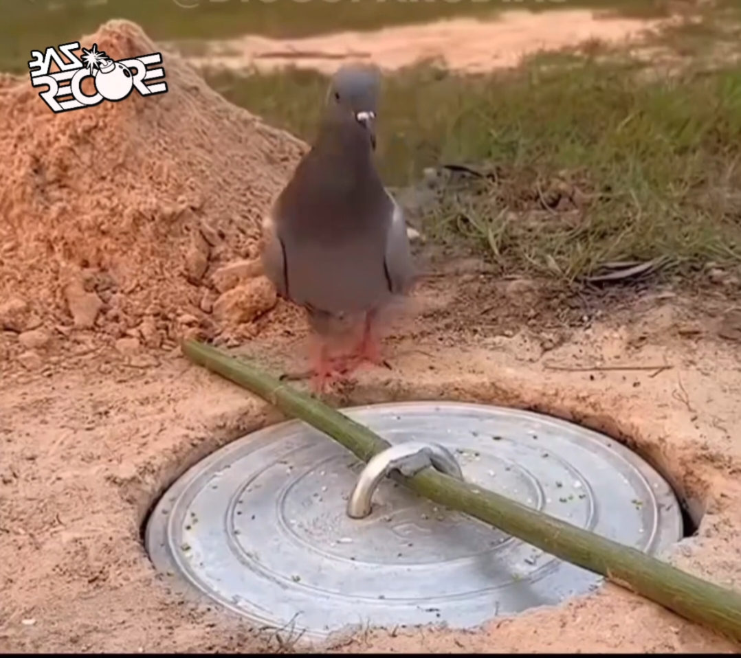 okay bye #fyp #foryou #viral #foryoupage #tiktok #fy #trending #funny #videoviral #pigeon #fall #falling #bye #fun #dear #treanding 