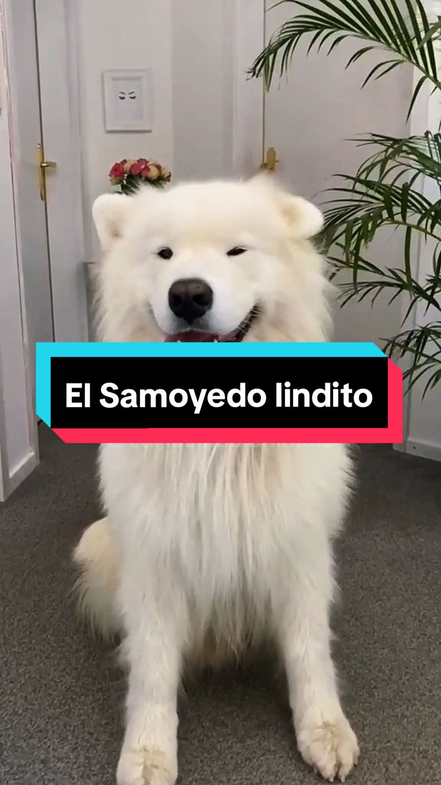 ¿tu perro es más lindo que samoyedo? 🐶🐶🐶⚪️⚪️⚪️ #samoyedo #perros #naturaleza #perrostiktok 