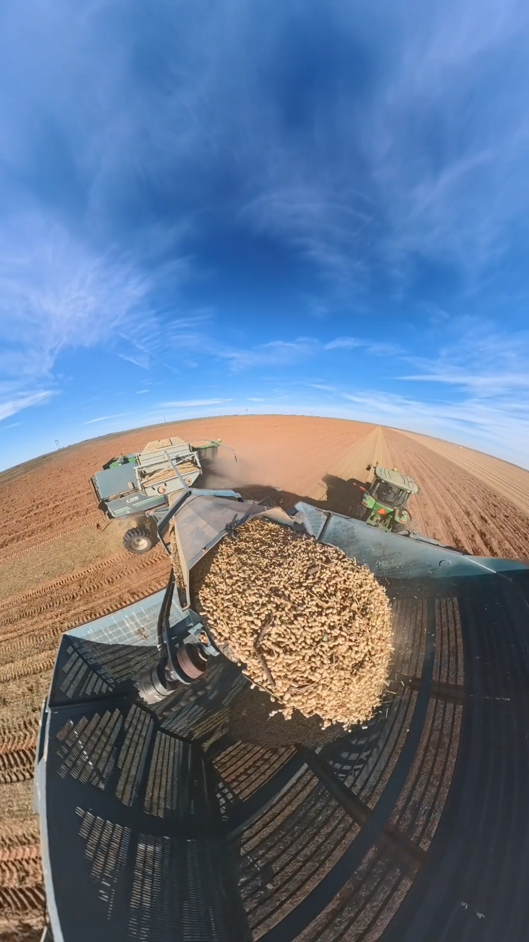 Peanut harvest Time-lapse #farming #agriculture #farmtok #peanuts #tractor #johndeere #tractorsoftiktok 