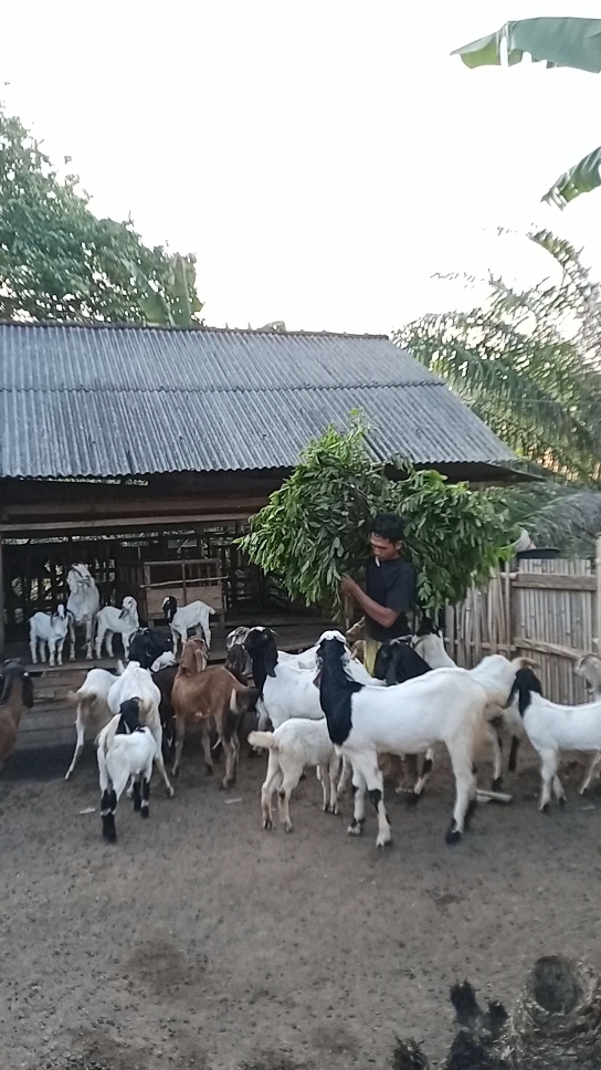 pemberian sarapan#pedesaan #fyp #trending #viral #farm #peternakindonesia #peternakmuda #viraltiktok #peternakkambing 