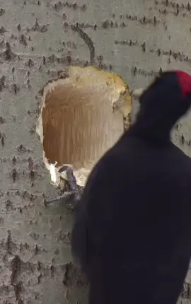 Apple style house))). Black woodpecker.