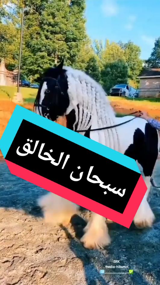 #explore #fypシ゚viral #foryou #afrikia #الخيول #europe #animal #البرية @الشاعر مأمون النطاح @@للبوه العنزي 🐅:🤴👉 @سيف العزاوي 