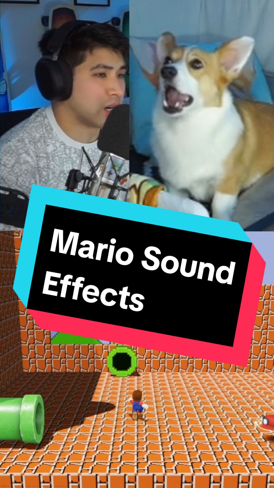 Auditioning for the role of warp pipe... #smallstreamer #twitchtok #corgisoftiktok #corgination #corgipuppy  #mario #marioodyssey 