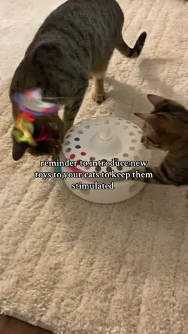 my babies love this toy so much ☺️ #cattoy #interactivecattoy 