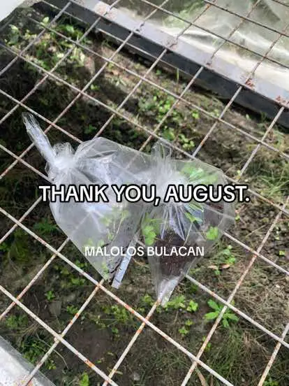 Kahit maulan maraming salamat! 🥹 #seedlings #greenhouse 