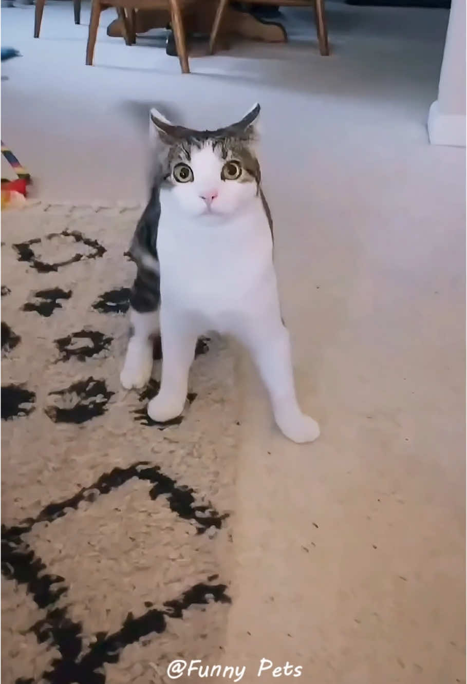 Part285丨They really seem to understand English 🤣🤣🐱#funnycats #funnyanimals #petvideos #cat #catsoftiktok #fyp #usa #longervideos #cats #fypage #fypシ゚viral #fyppppppppppppppppppppppp #fypp #fypdong #fypgakni #fypsounds #fyppp 