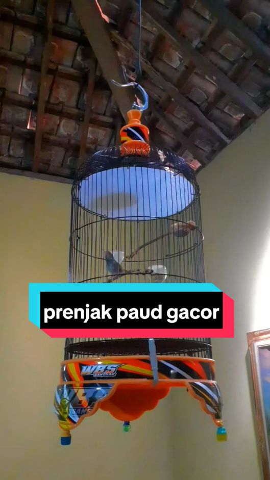 buatlah burung senyaman mungkin dri segi kebersihan kandang ygy ☺️ #burunggacor #burungprenjak #masteranburung #kicaumaniaindonesia #kicaumania #prenjakkepalamerah #prenjakmaniaindonesia #prenjak #prenjakmanianusantara #prenjakbetina #fyp #gantanganprenjak #fypシ゚viral #prenjakgacor #prenjaktilek #prenjaktamu #kicau #burungpikat #prenjakmania 