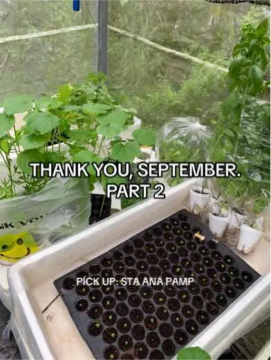 #seedlings #greenhous #vegetables #pampanga #hydroponics #SmallBusiness 