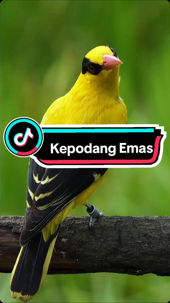 Kepodang adalah burung berkicau (Passeriformes) yang mempunyai bulu yang indah dan juga terkenal sebagai burung pesolek yang selalu tampil cantik, rapi, dan bersih termasuk dalam membuat sarang.[1] Kepodang merupakan salah satu jenis burung yang sulit dibedakan antara jantan dan betinanya berdasarkan bentuk fisiknya.[2] Burung kepodang termasuk jenis burung kurungan karena dibeli oleh masyarakat sebagai penghias rumah, oleh karenanya burung ini masuk dalam komoditas perdagangan yang membuat populasinya semakin kecil.[3]#kepodang #kicaumania #emas #fyp 