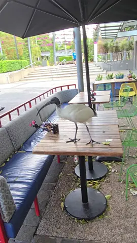 Encountering bin chickens (Australian white ibis) at Nando’s South Bank #Brisbane #SouthBank #Nandos #Queensland