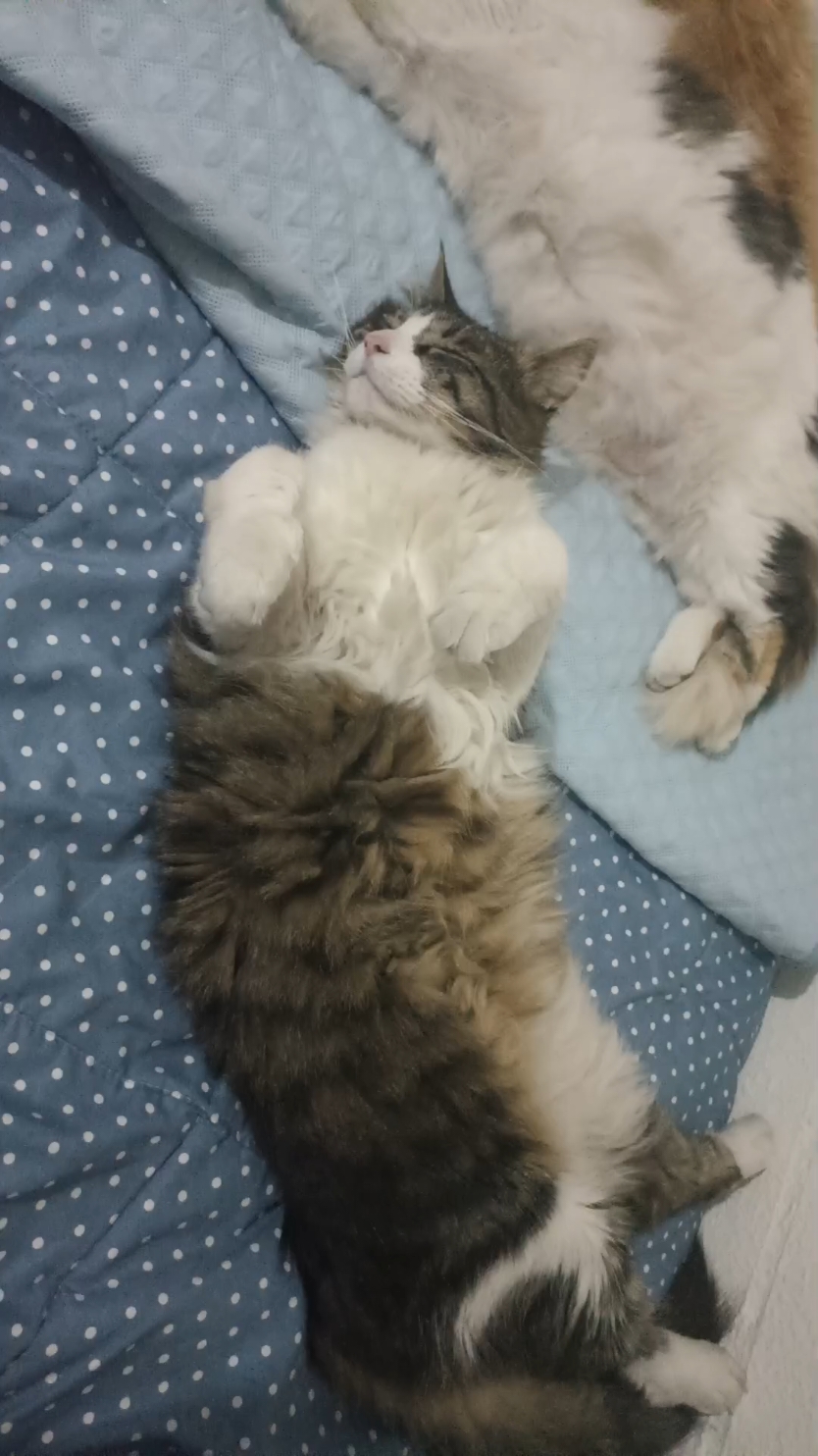 Michitos durmiendo#michistiktok #felinos #gatitostiktok #michitos 