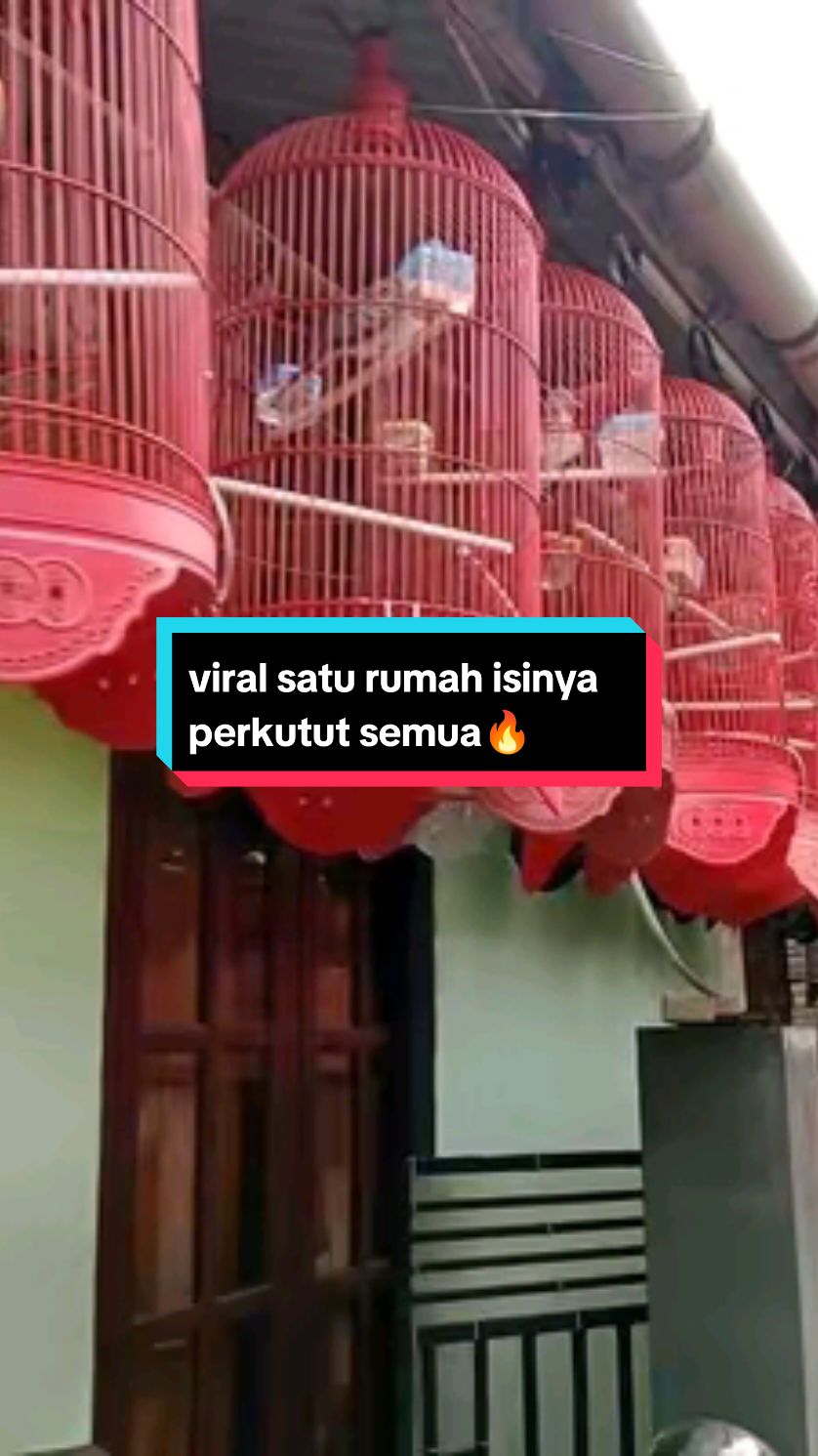 pecah rekor burung perkutut satu rumah full salam satu hobi #burungperkutut #fyff  #viral#perkututbangkok 