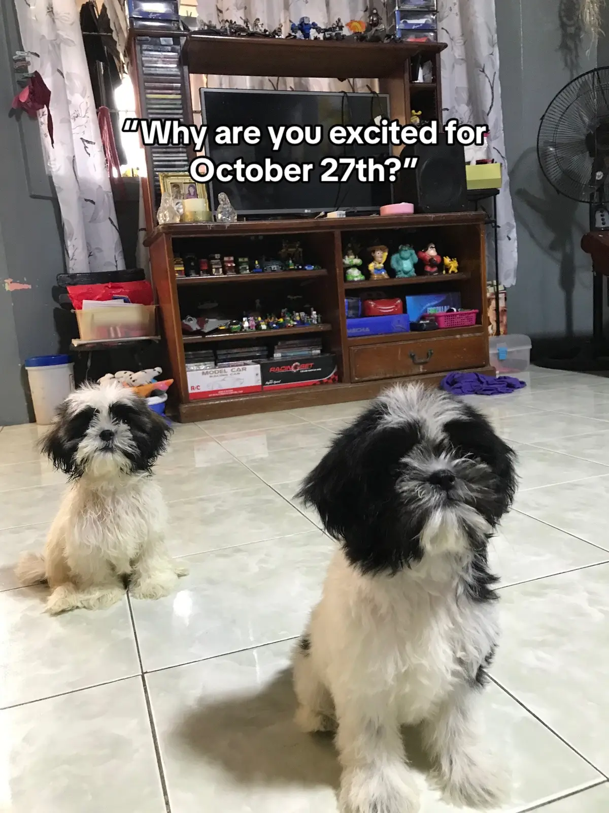 #fypシ゚viral #foryoupage #fyp #dogsoftiktok #furmomlife #furmom #shihtzu 