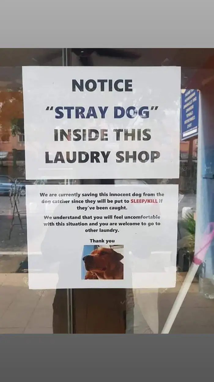 This laundry shop protects a stray dog from dogcatchers 👏❤️ #streetdogs  #tiktokviral 