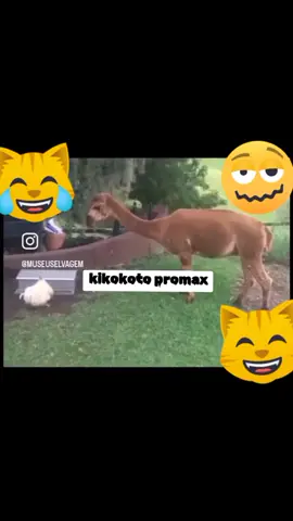 kikokoto promax... #flypシ #angola🇦🇴portugal🇵🇹brasil🇧🇷 #kinshasa🇨🇩 #america #europa #afrique #asian #jubaxx #viral_video 