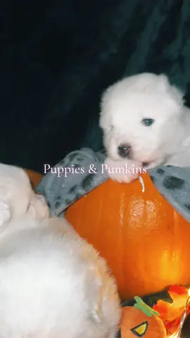 Happy Halloween 🎃🐶 #dogsoftiktok #puppiesoftiktok #puppylove #samoyed #halloween2024 #pumkin #puppies #samoyedpuppy #samoyedsoftiktok #viral_video #fyp #viralpuppy #fyp 