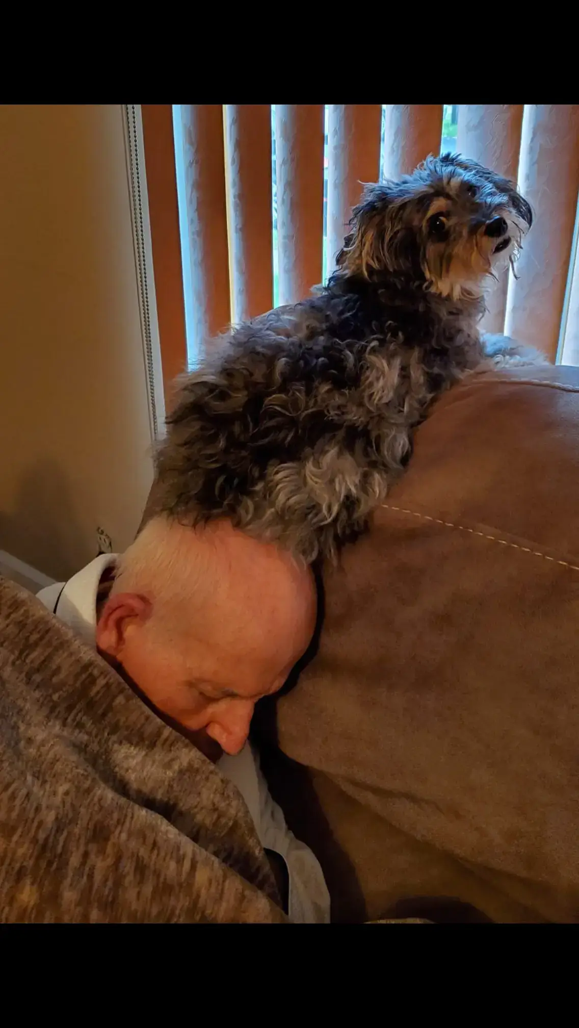 Tink loved sitting on my Dads head while looking out the window 😆 🤣 😂  #fypシ  #creatorrevolution 