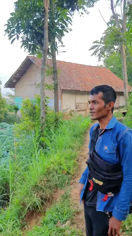 komedi plus || nangka teu ngenah #fyp #komediplus #viralvideo 