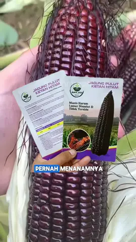 Benih Jagung Ketan Hitam #benihmurah #benih #bibit #fyp #benihjagung #bibitjagung #jagunghitam #jagungketan #benihjagungketanhitam #bibitjagungketanhitam
