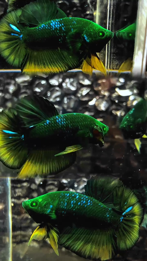 PK HULK GOKU#bettahulk #HULK #betta #hobikucupang #cupanghiasindonesia🇮🇩 #bettabrunei🇧🇳 #bettathailand🇨🇷 #bettachina🇨🇳 #bettamalaysia🇲🇾  #bettaphilippines🇵🇭  #bettasingapore🇸🇬  #bettafish_indo #betta_lover 