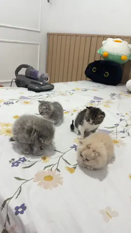 Untung aja ada alat ini kalo ga kami tidur di kandang 🤭 @Jetzt ID #masyaallahtabarakallah #kitten #masyaallahtabarakkallah 